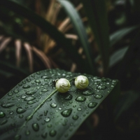Ronde Spetter Oorbellen 6mm - Lichtgroen/Wit/Zilverkleur -